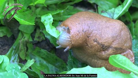 Embedded thumbnail for Spānijas kailgliemežu (Arion vulgaris vai Arion lusitanicus) barošanās