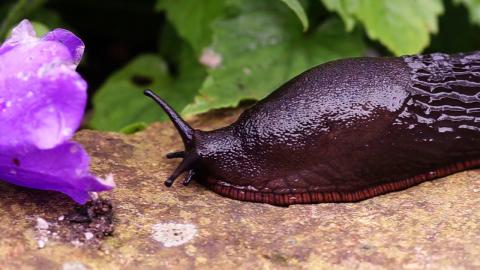 Embedded thumbnail for Gļotainais spāņu zvērgliemezis (Arion vulgaris) ēd manus ziedus