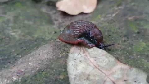 Embedded thumbnail for Slug mites on a Spanish slug (Arion vulgaris)