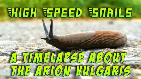 Embedded thumbnail for Ātrgaitas gliemeži, Arion Vulgaris